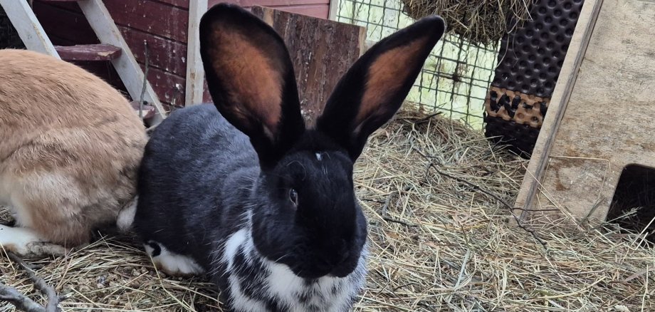 schwarzer Hase mit großen Ohren